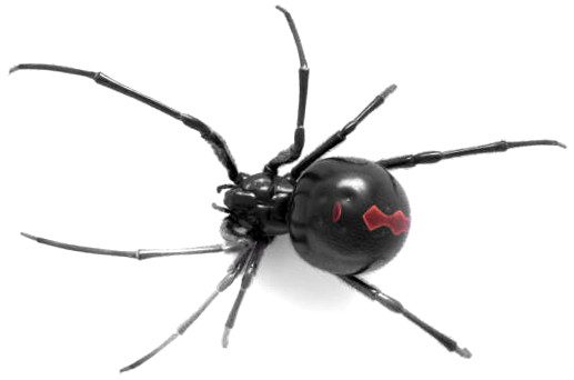 Black Widow Spider