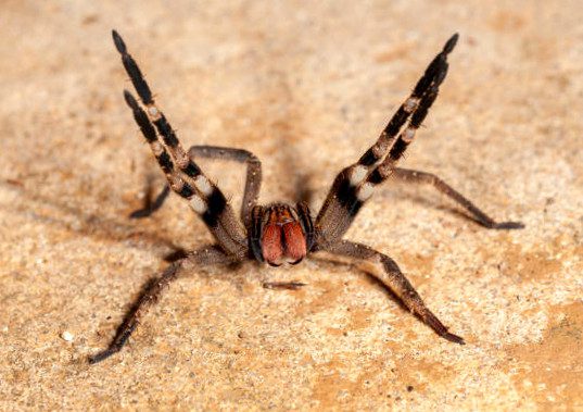 Brazilian Wandering Spider