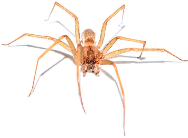 Brown Recluse Spider