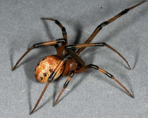 Brown Widow Spider