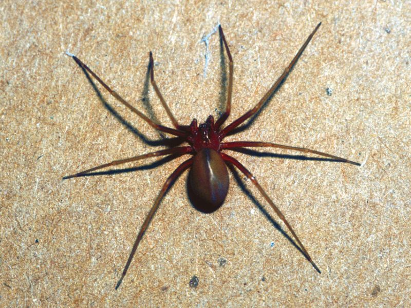 Chilean Recluse Spider