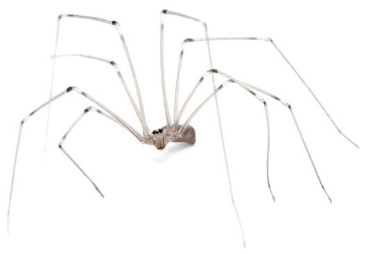 Daddy Long-Legs Spider