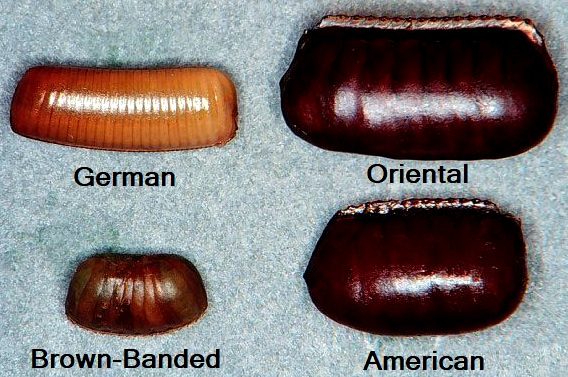 Different Types Of Cockroach Ootheca