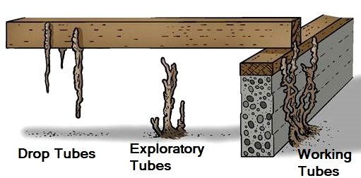 Different Types Of Termite Mud Tubes