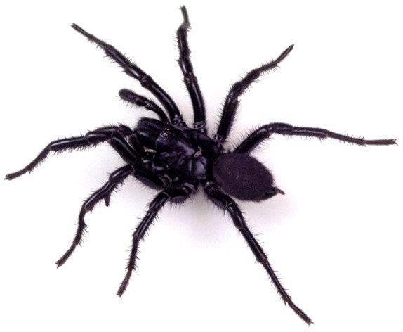 Funnel-Web Spider