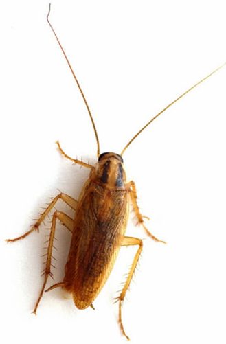 German Cockroach Identification