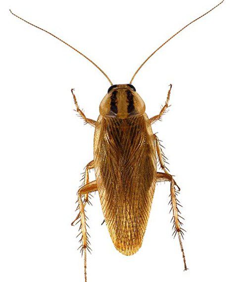 Asian Cockroach