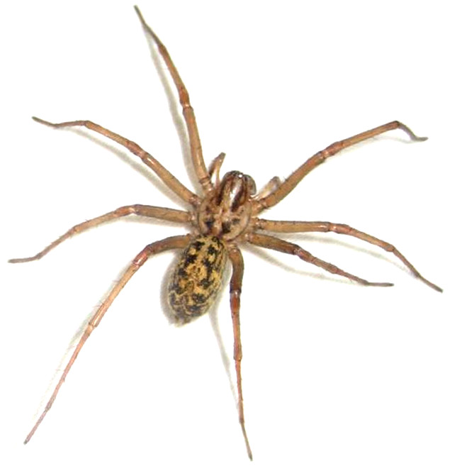 Hobo Spider