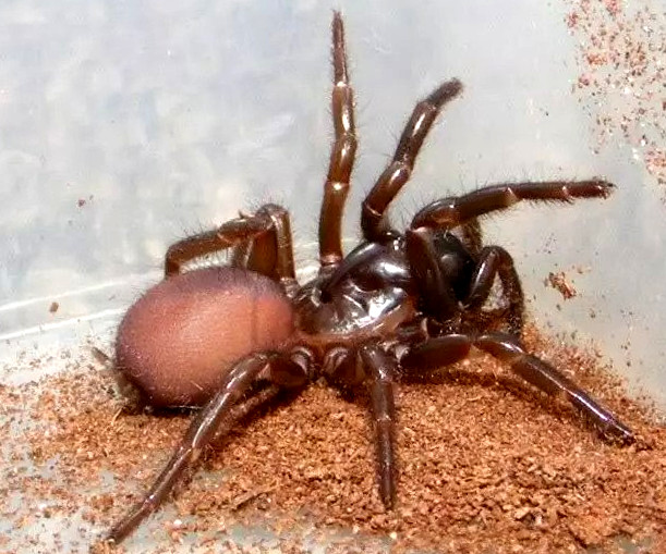 Northern Funnel-Web Spider