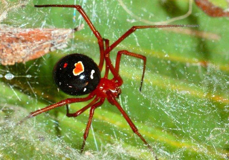 Red-Legged Widow Spider