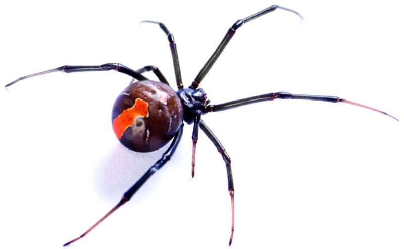 Redback Spider