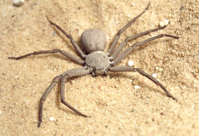 Six-Eyed Sand Spider