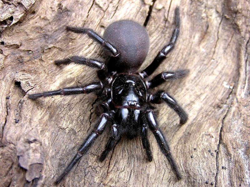 Sydney Funnel-Web Spider