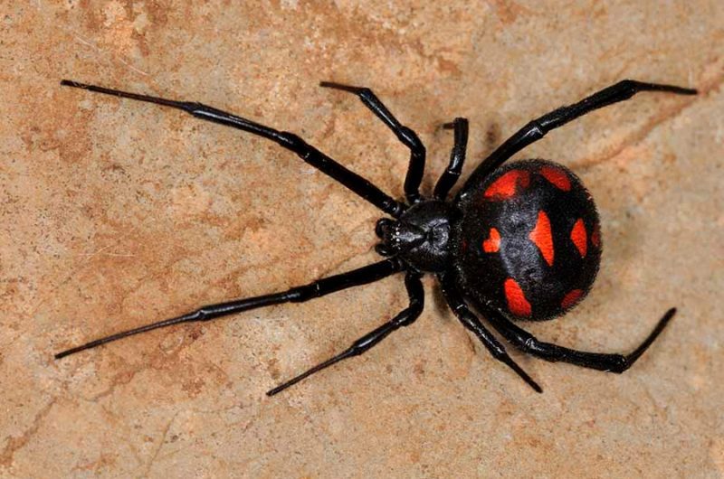 The Black Widow Spider