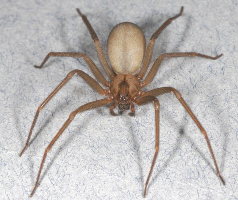 The Brown Recluse Spider