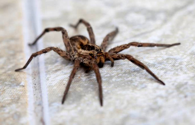 The Wolf Spider