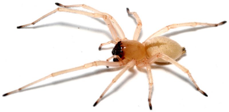 Yellow Sac Spider