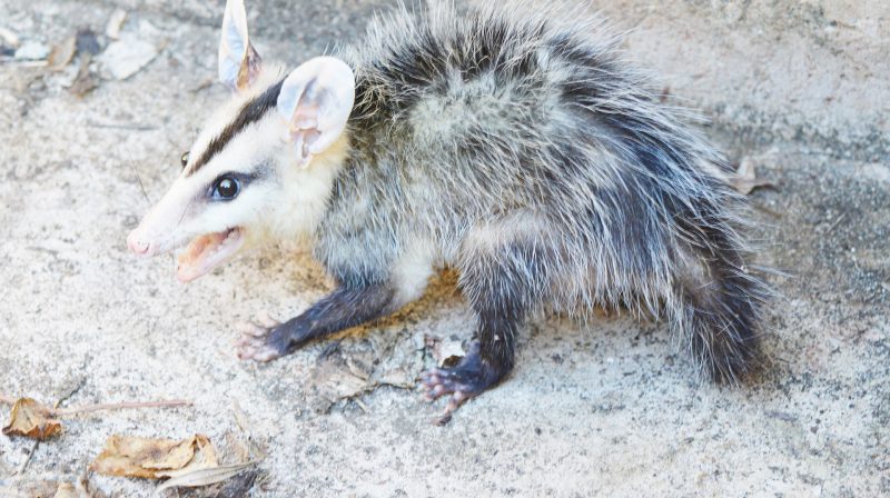 Hungry Possum Looking for Food