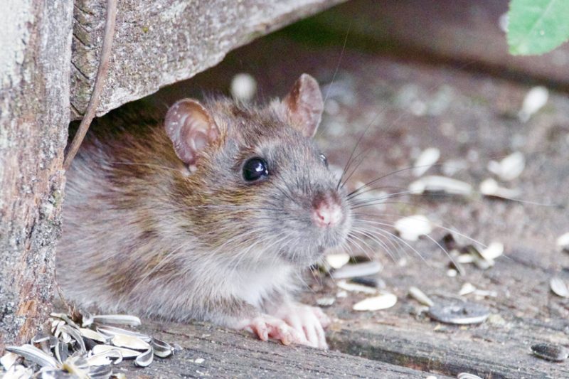 Rat Hiding Under the Wood Bench